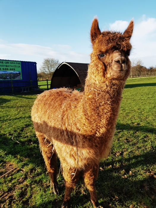 Joules the alpaca