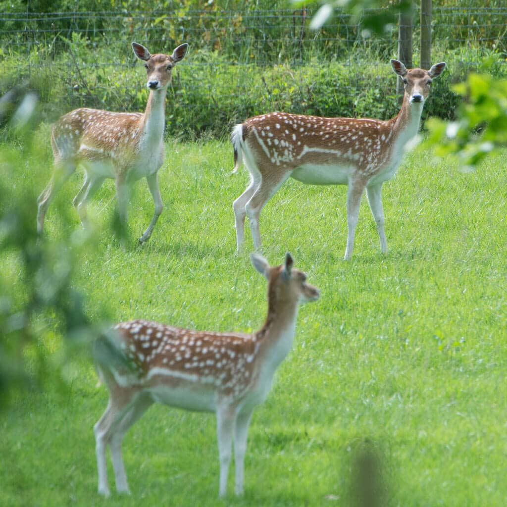 fallow deer
